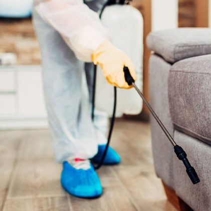 domestic bed bug treatment bromley